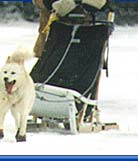 Sled Dog in Alaska