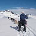 Running dogs on the Denver Glacier