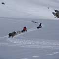 Running dogs on the Denver Glacier