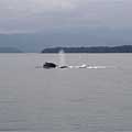 Whale off the coast of Alaska