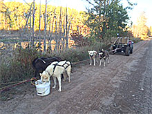 Training the dogs on the Soo Line Trail